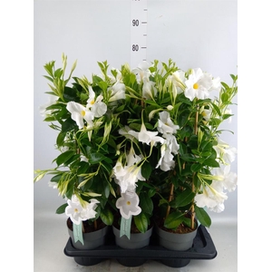 Mandevilla sand. 'SumStar White'