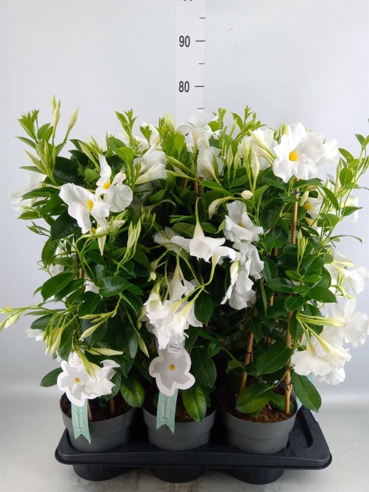 <h4>Mandevilla sand. 'SumStar White'</h4>