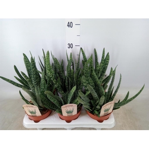 Gasteria