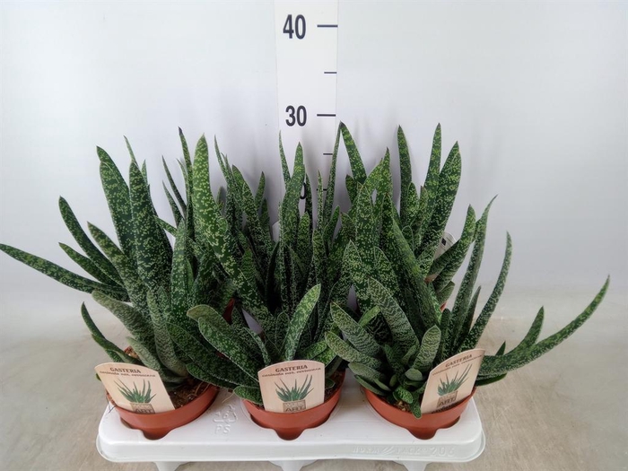 <h4>Gasteria</h4>