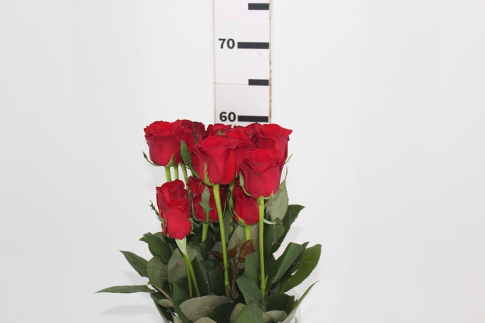 <h4>ROSA FREEDOM 060 CM ESTUFA</h4>
