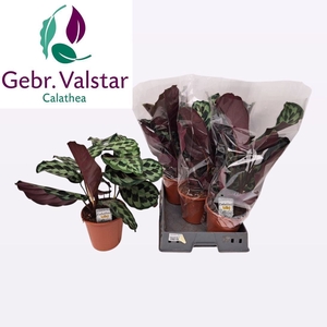 CALAT OV