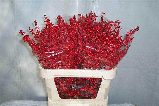 <h4>ILEX VE RODE BES</h4>