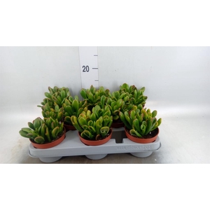 Crassula ovata 'Horn Tree'