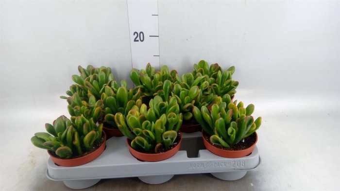 <h4>Crassula ovata 'Horn Tree'</h4>