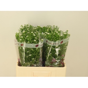 AST MONTE CASINO IMP