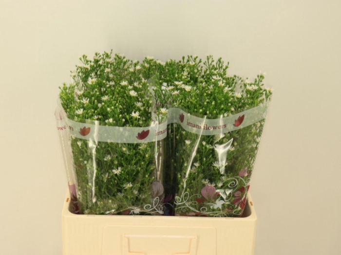 <h4>AST MONTE CASINO IMP</h4>