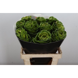 Brassica Wx (ex) Olijfgroen