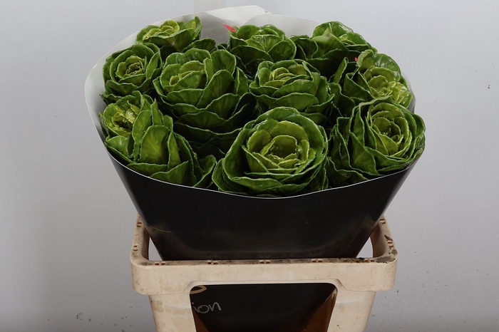 <h4>Brassica Wx (ex) Olijfgroen</h4>