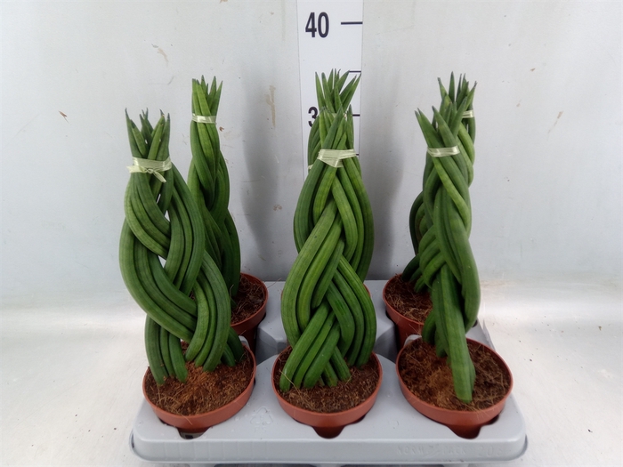 <h4>Sansevieria cyl.  ...</h4>