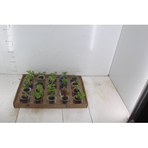 HIDROCULTURA VARIADO P05 PLANTA ORNAMENTAL