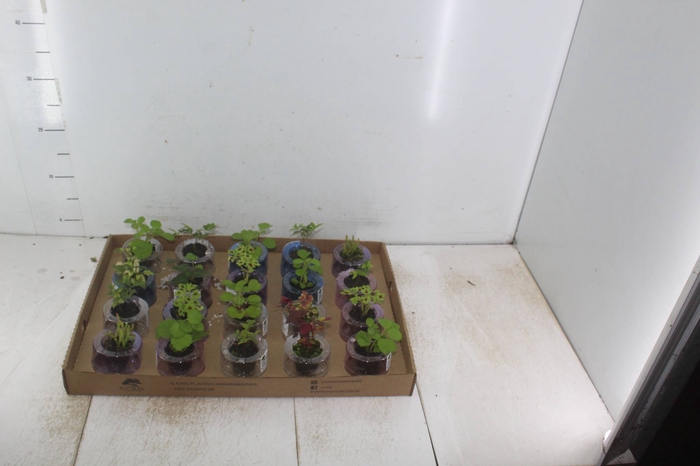 <h4>HIDROCULTURA VARIADO P05 PLANTA ORNAMENTAL</h4>
