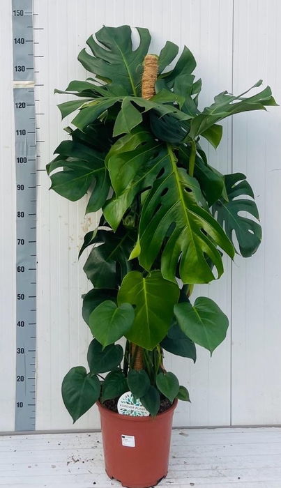 <h4>MONSTERA DELICIOSA</h4>