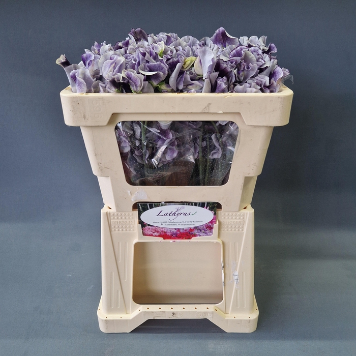 <h4>LATHYR BLUE WEDDING</h4>