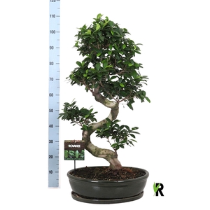 Ficus microcarpa 'Ginseng'