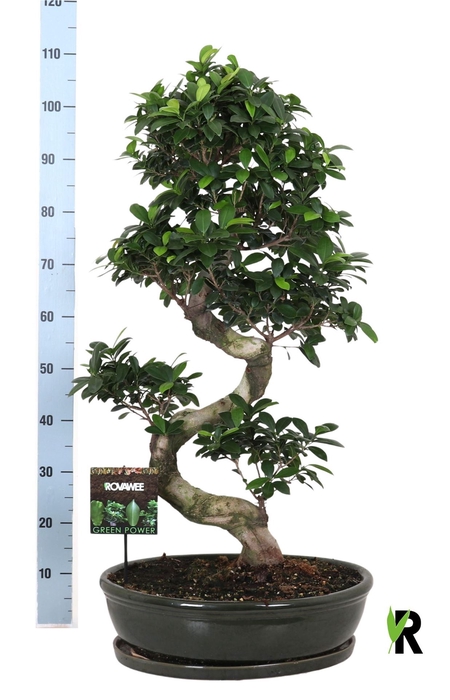 <h4>Ficus microcarpa 'Ginseng'</h4>
