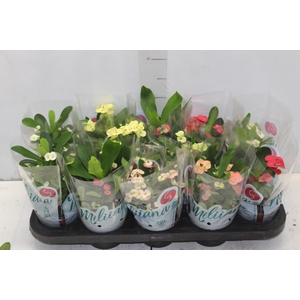 EUPHORBIA MILII MILIIANA P11