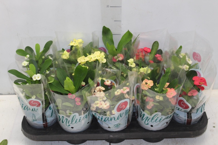 <h4>EUPHORBIA MILII MILIIANA P11</h4>