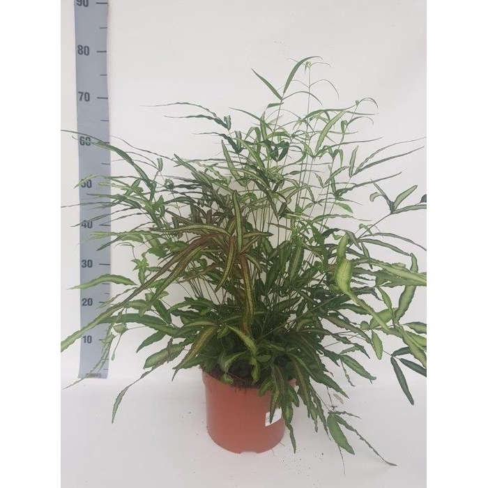 <h4>PTERIS ALBOLINEATA</h4>