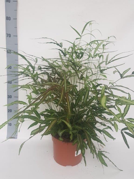 <h4>PTERIS ALBOLINEATA</h4>