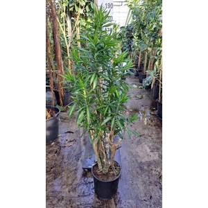 Dracaena refl. 'Song of Jamaica'