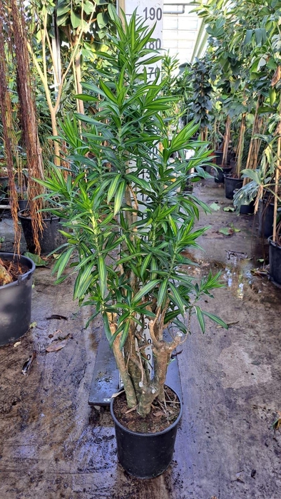 <h4>Dracaena refl. 'Song of Jamaica'</h4>