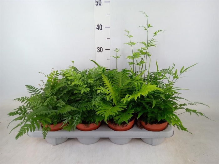 <h4>Ferns   ...mix</h4>