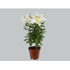 LIRIO P16 BRANCO