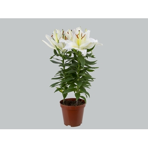 LIRIO P16 BRANCO