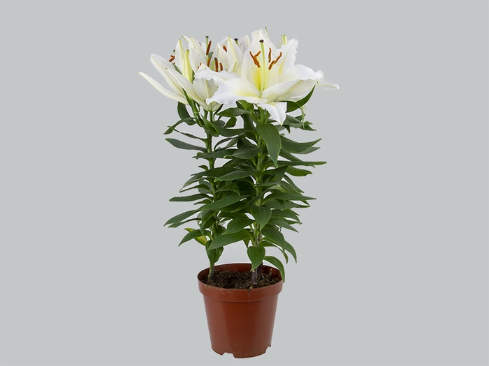 LIRIO P16 BRANCO
