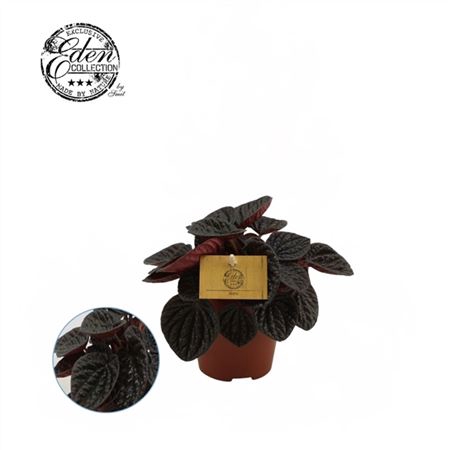 <h4>Peperomia Chocolat</h4>