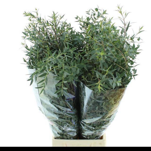 <h4>EUC PARVIFOLIA P BS</h4>