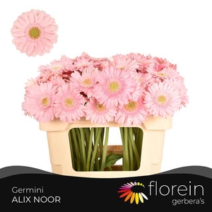GE MI ALIX-NOOR