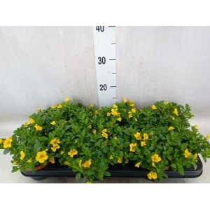 Calibrachoa  'Minifam Yellow'