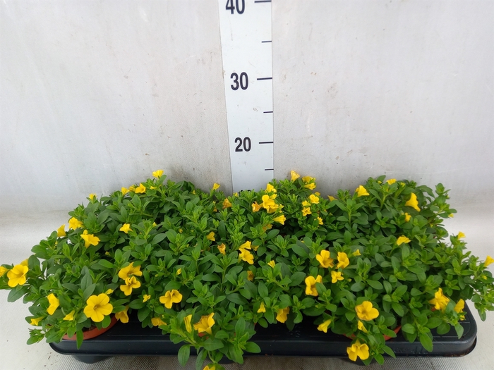 <h4>Calibrachoa  'Minifam Yellow'</h4>