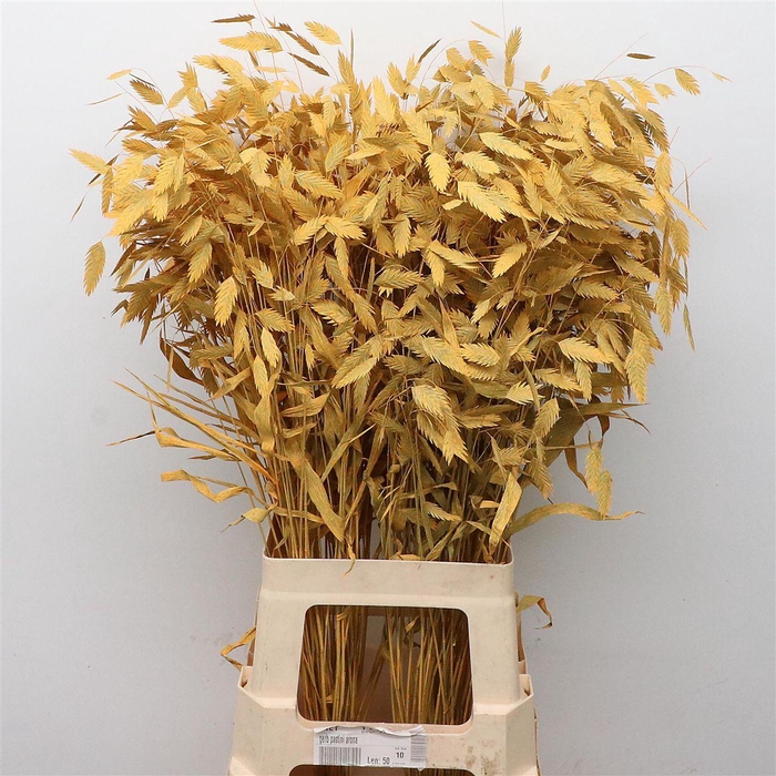 Chasmantium Klb Apricot