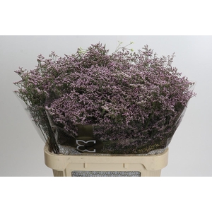 Limonium Safora Oshi Pink