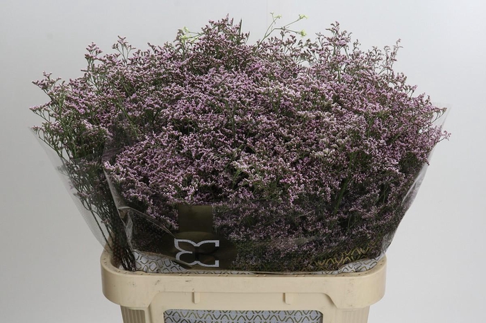<h4>Limonium Safora Oshi Pink</h4>