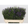 Aster Casamare