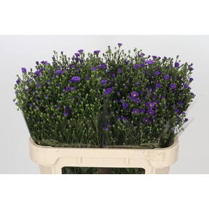 Aster Casamare