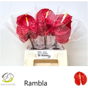 ANTH A RAMBLA 30 Water