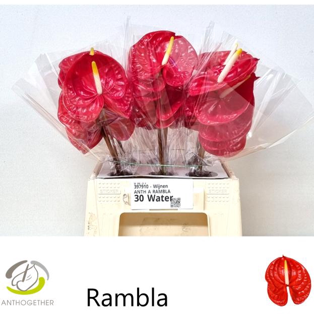 <h4>ANTH A RAMBLA 30 Water</h4>