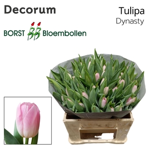 Tulipa si dynasty