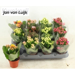 KALAN CALAN LUIJK MINI MIX P6