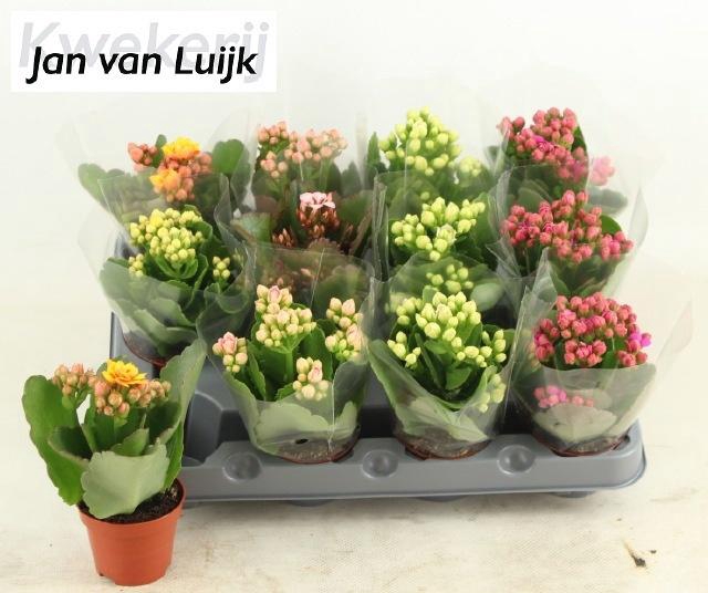 <h4>KALAN CALAN LUIJK MINI MIX P6</h4>