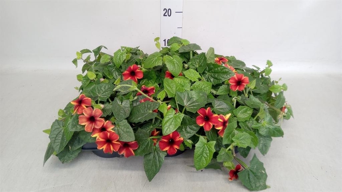 <h4>Thunbergia alata</h4>