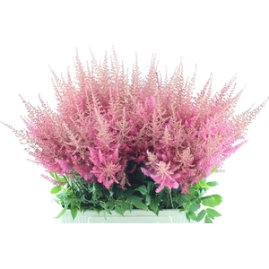 Astilbe Else Schluc