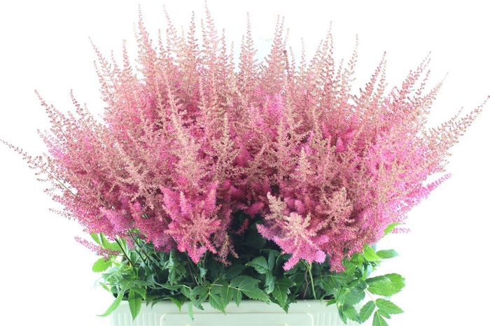 <h4>Astilbe Else Schluc</h4>