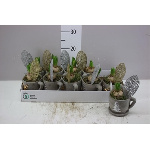 Arr Hyacinth In Kop En Schotel