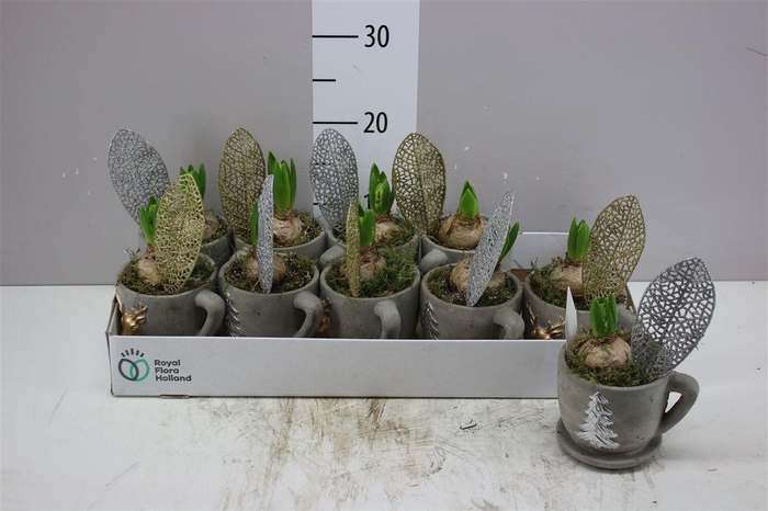 <h4>Arr Hyacinth In Kop En Schotel</h4>